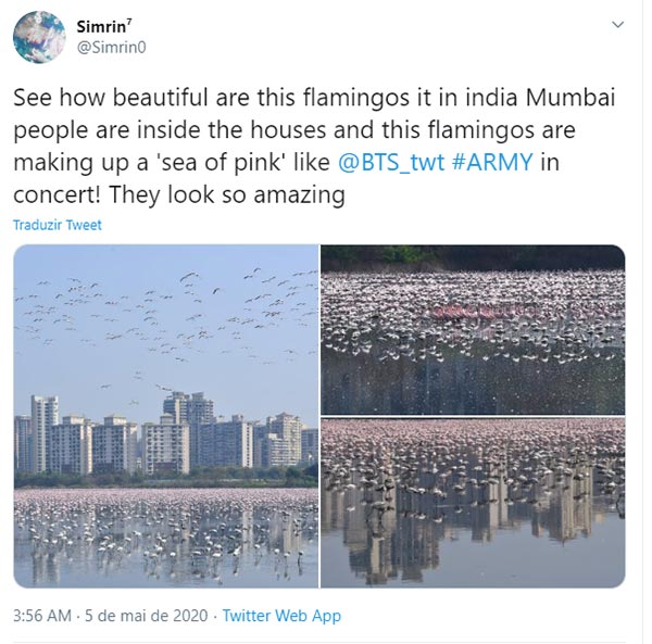 flamingosTT01