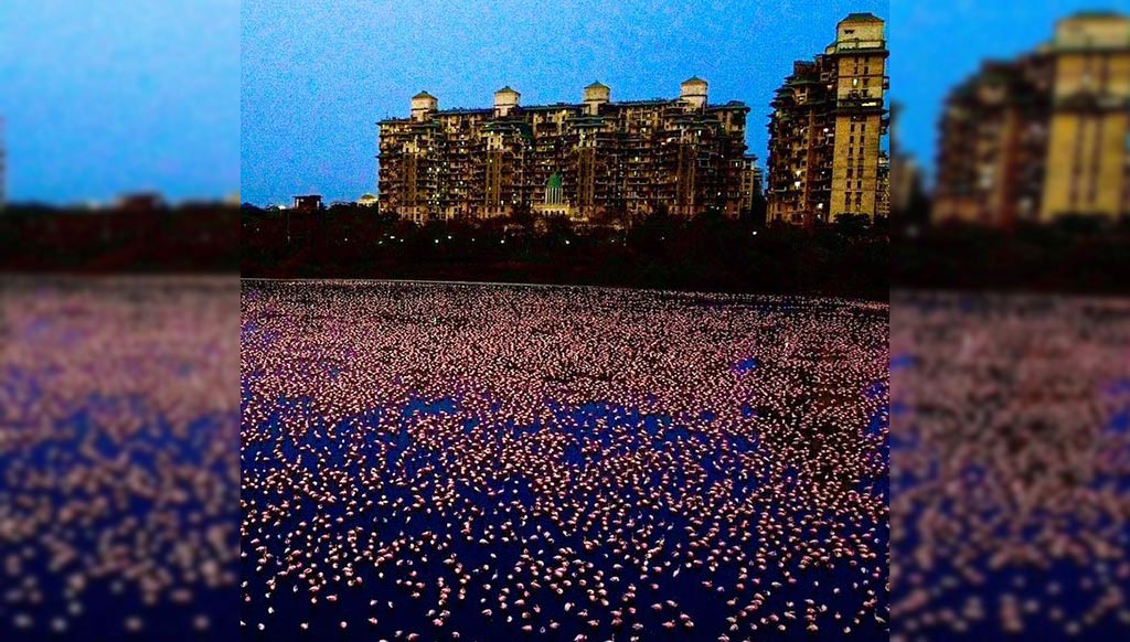 flamingosmumbai