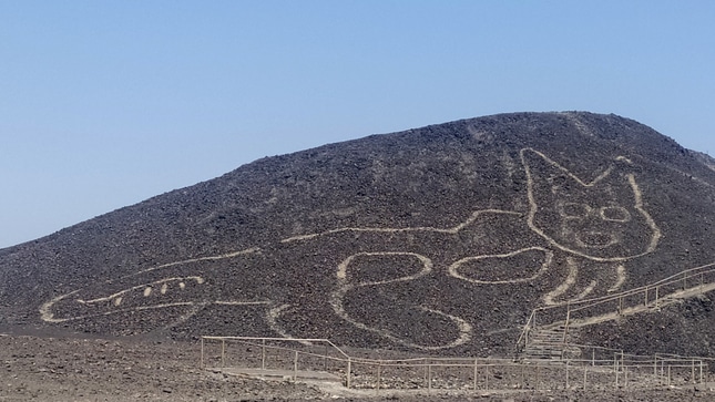 felino nazca