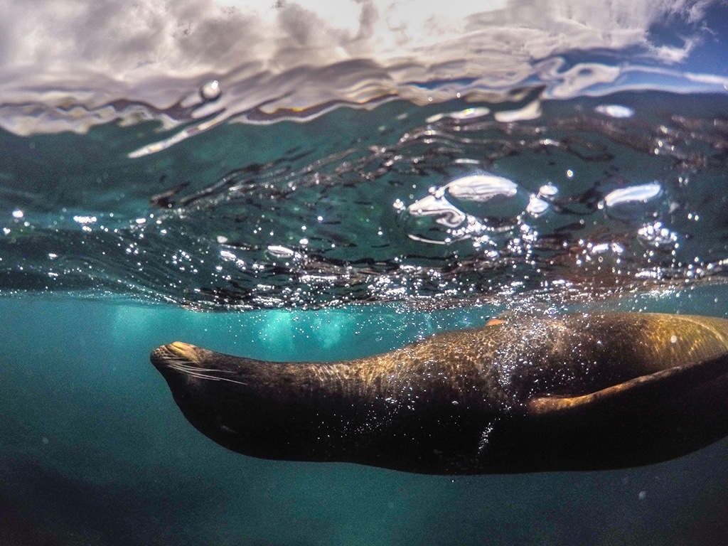 galapagos rod long unsplash