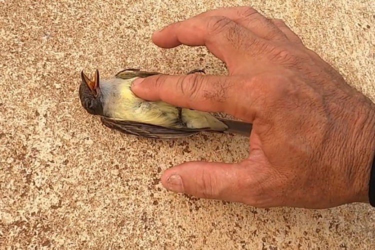 mochileiroreanimapassarinhosp