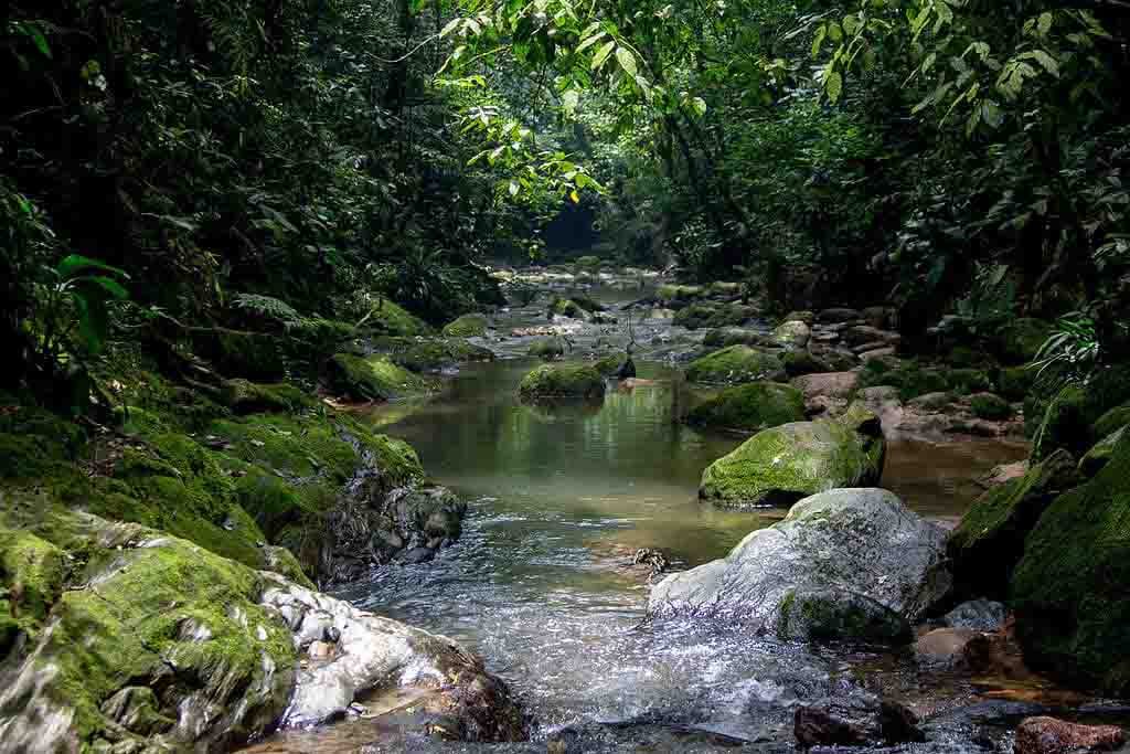 Lugares baratos para viajar em SP: Trilha do Lago de Cristal - Paranapiacaba - Foto: Rodrigo Tetsuo Argenton / Wikimedia Commons