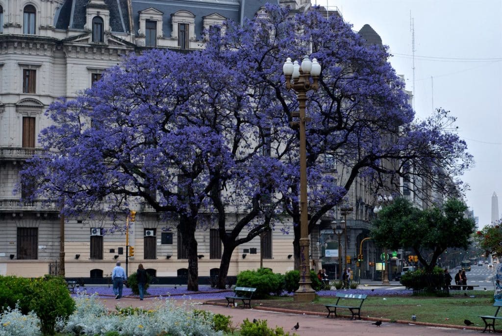 buenos aires argentina jacaranda beatrice murch flickrCC