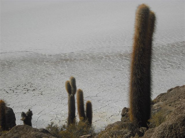 Isla del pescado - Deserto de Sal na Bolívia