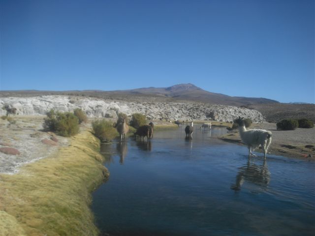 Llamas - Salar de Uyuni Bolívia