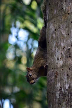 DSC_0088.jpg?w=246&h=370