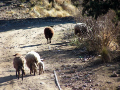 arg027.jpg?w=238&h=178