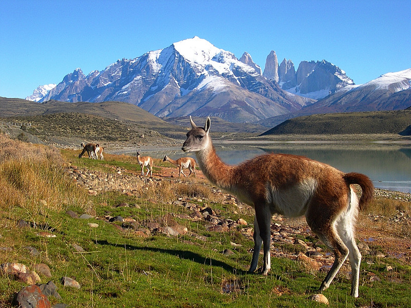 15999090.mq4i3u2e.DSCN4191b800torresguanaco.jpg