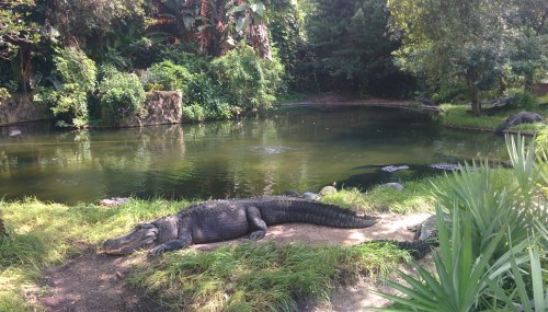 IMG_20150726_112724.jpg?resize=500%2C285