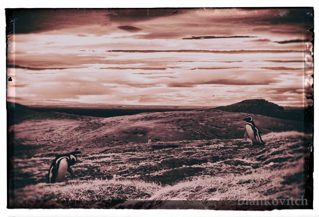 Isla Magdalena - Punta Arenas