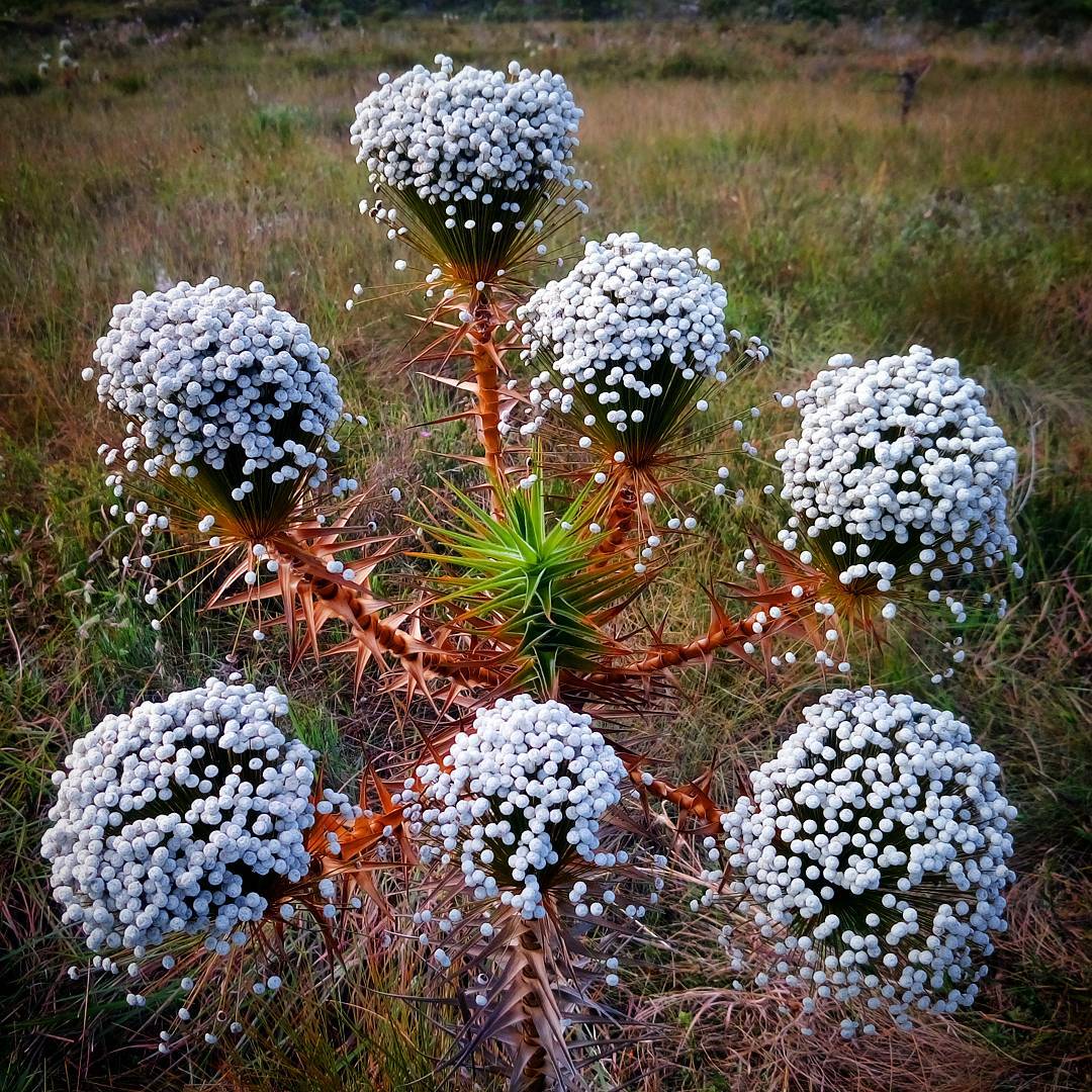 19623478_1399489596807533_68610258251693