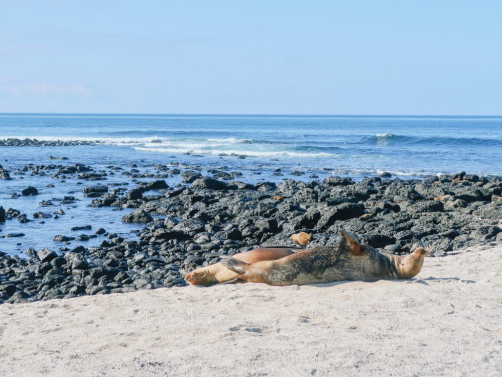 Lobos marinhos descansando na beira da praia - La Loberia.