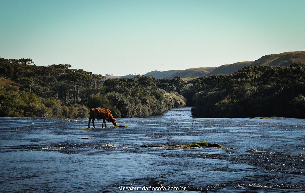 leageado-margarida-cambara-do-sul.jpg?w=1024