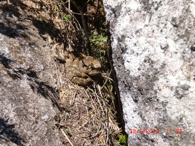 Jararaca%2520tomando%2520sol%2520na%2520trilha.JPG