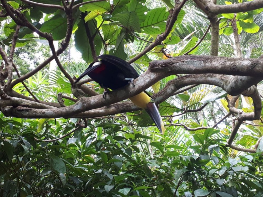 Jaguar Rescue Center, Costa Rica.