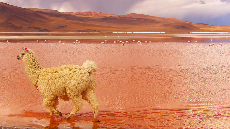 c2fc93_604a4ca408984112bfa789daa43ff533.jpg_srb_p_801_451_75_22_0.50_1.20_0.00_jpg_srb