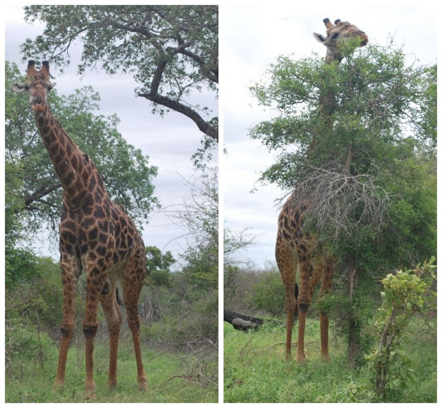 Kruger Safari Park