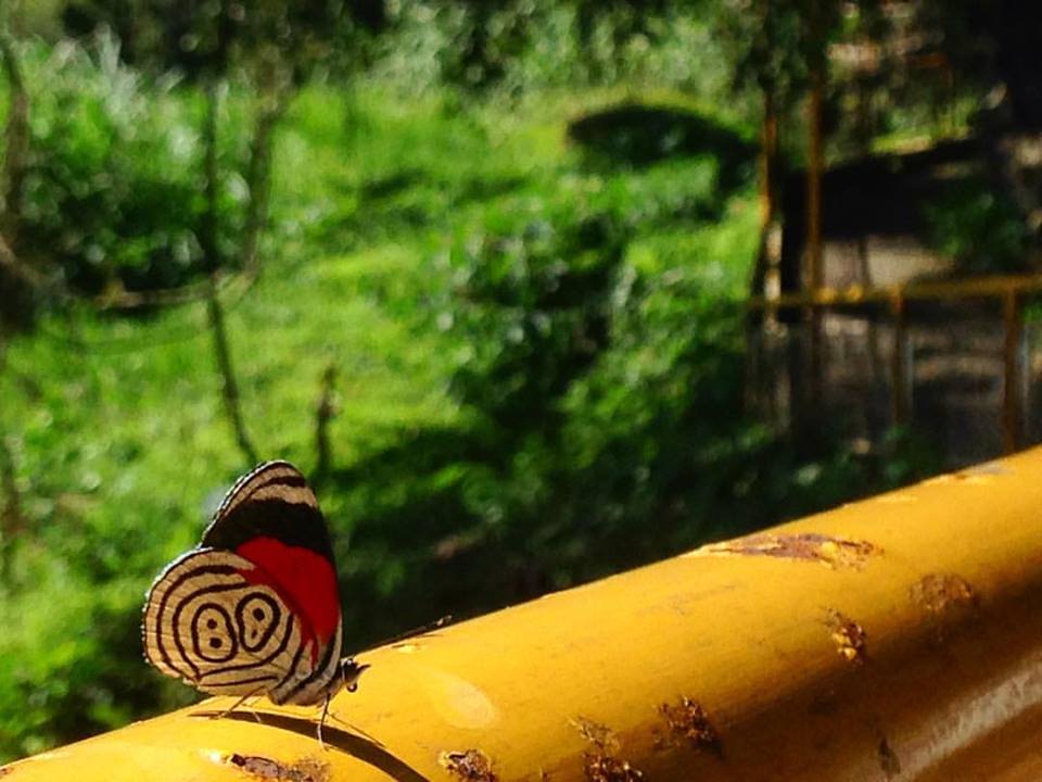 18119315_1285705871549281_12100135555661