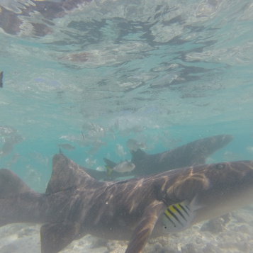Tubarões nadando bem perto