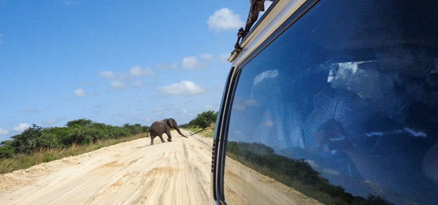 intercâmbio social e voluntário na áfrica, moçambique, aiesec, trabalhar na áfrica, safari, elefante selvagem, trabalho voluntário na áfrica