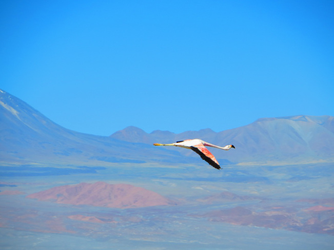 img_6161.jpg?w=651&h=488