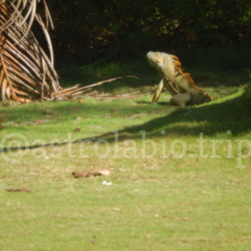 Iguana gigante