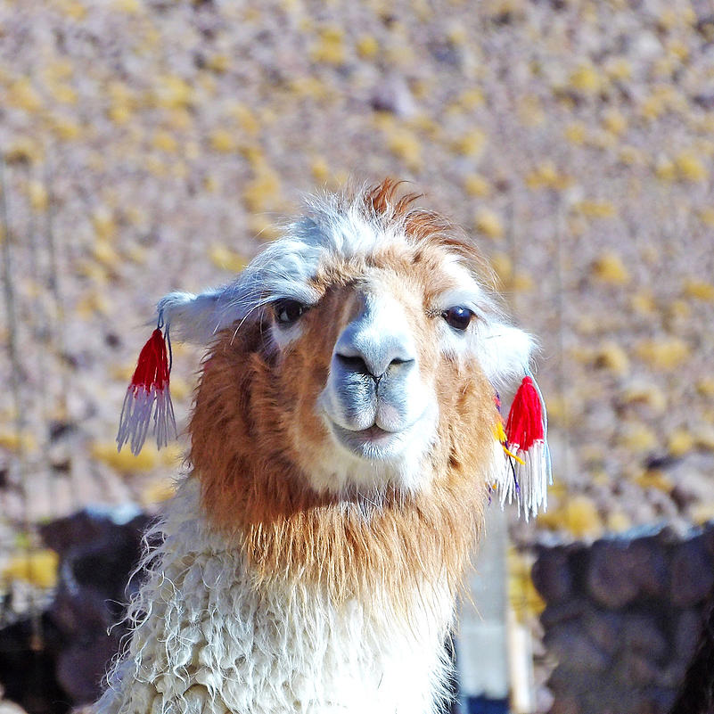 c2fc93_2df4741c19804cdd8481ac8c27ec2f9b.jpg_srb_p_801_801_75_22_0.50_1.20_0.00_jpg_srb