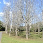 20-Curitiba-Parques-Opera-Tingui-Tangua-