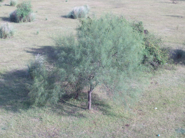Cina-cina%20%28Parkinsonia%20aculeata%29.jpg