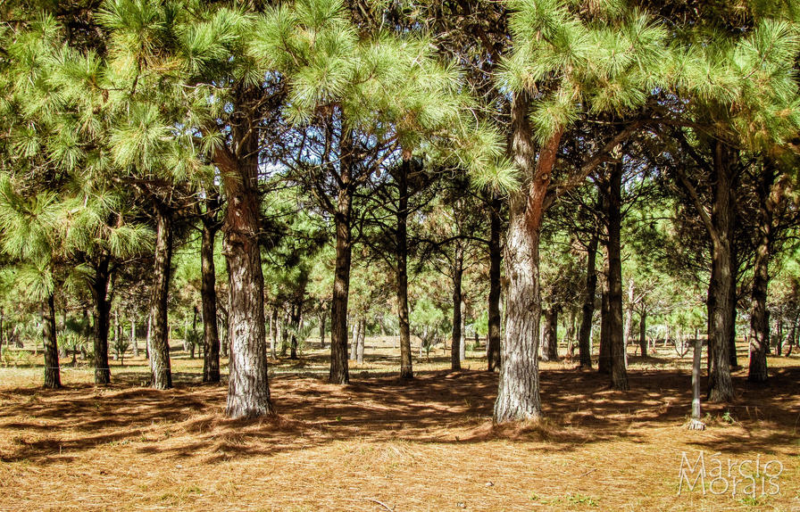 f2f2e3_909529582558463582c5a5b24a5ed05e~