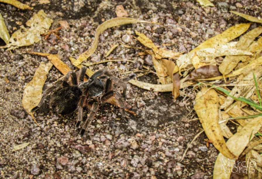 f2f2e3_ca950dda8a1142dca075350af72bb430~