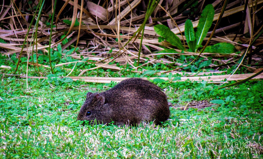 f2f2e3_9e8b5f5231594e59933ebcd1dbd15c41~