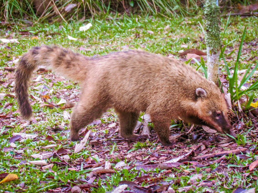 f2f2e3_966e08a3d3e946d0991773fc83c5d8e2~