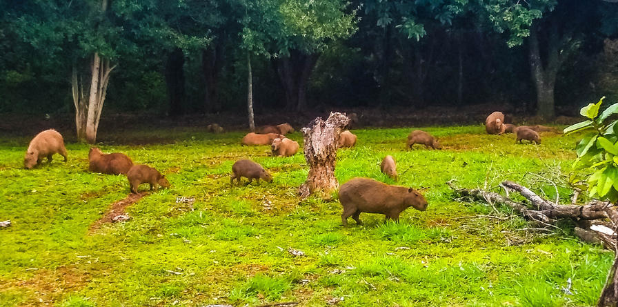 f2f2e3_14a216fa11a14b9a8228a09458b45b04~