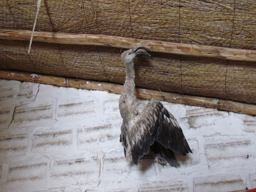 f2f2e3_eb31f65c4b7d403cbfc6bbcbd6019bc4~