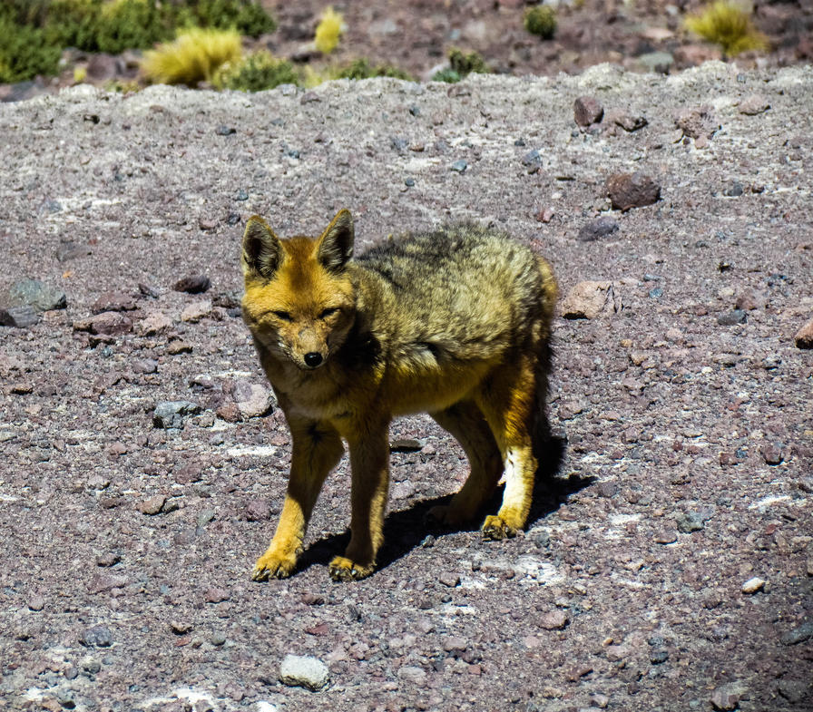 f2f2e3_2fd773d1ab154fc99a14b6452de352cd~