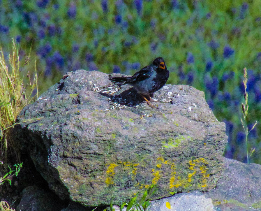 f2f2e3_636255904e6c45b7872742eae4e513bb~