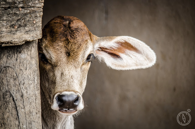 Vila+Dom+Jo%25C3%25A3o+Pimenta+%252803%2