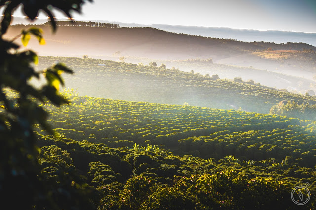 Colheita+de+Caf%25C3%25A9IMG_9336-alta.j