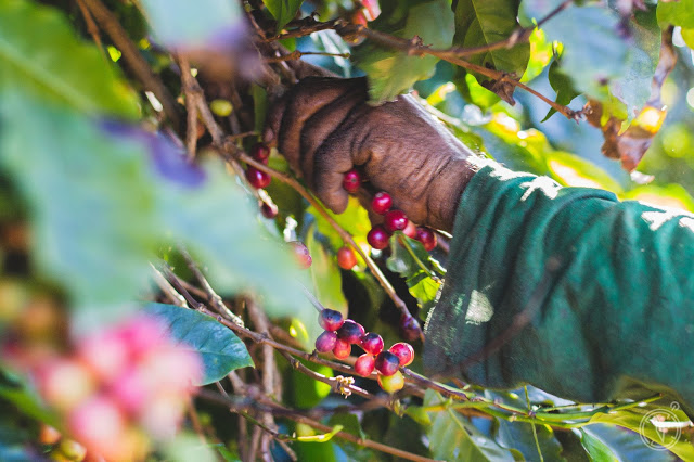 Colheita+de+Caf%25C3%25A9IMG_9517-alta.j