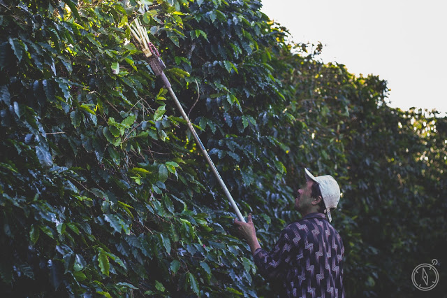 Colheita+de+Caf%25C3%25A9IMG_9609-alta.j