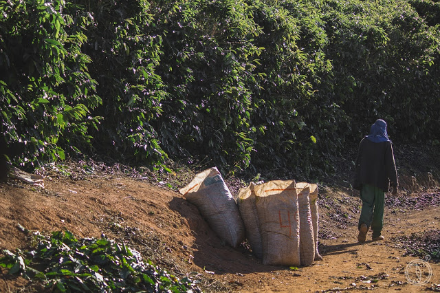 Colheita+de+Caf%25C3%25A9IMG_9509-alta.j