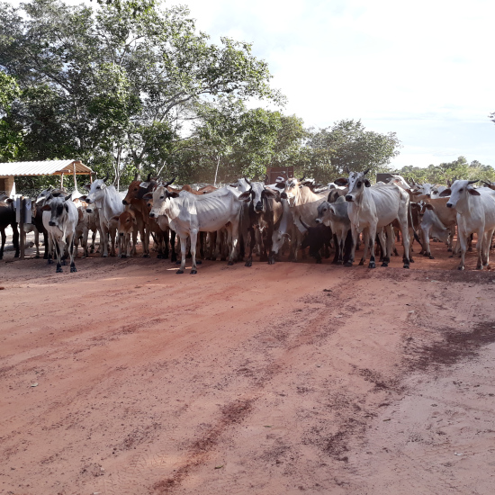 20180428_161714.jpg?w=550&h=550&crop=1