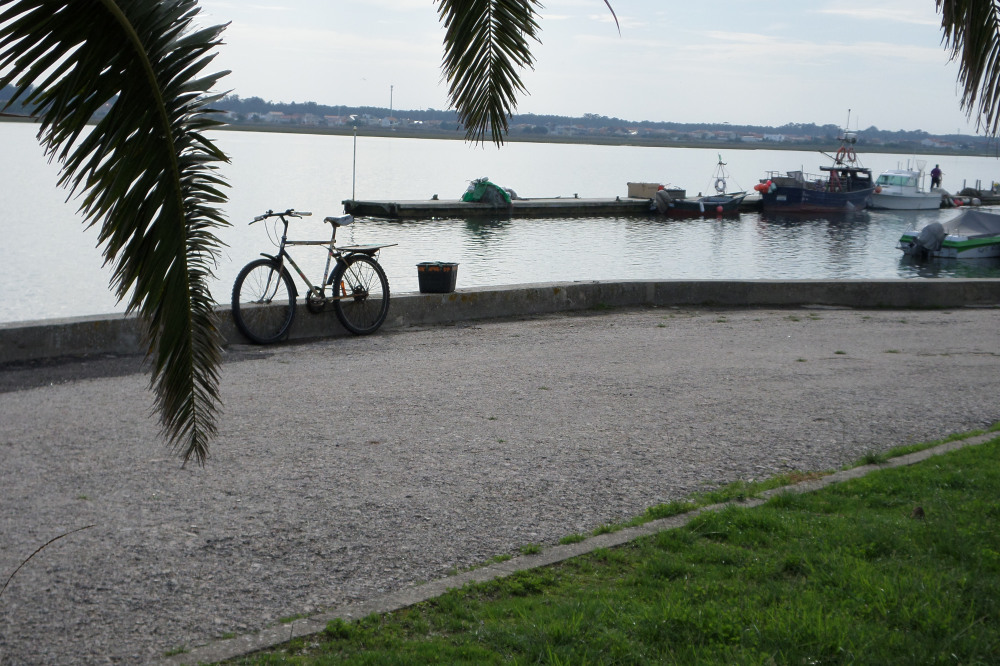 sam_1198.jpg?w=1000&h=&crop=1