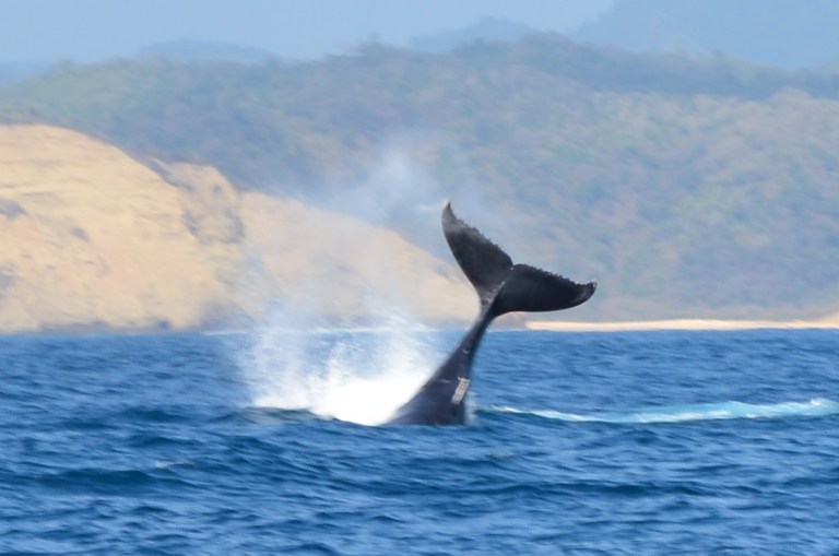 baleia3.jpg?resize=768%2C509