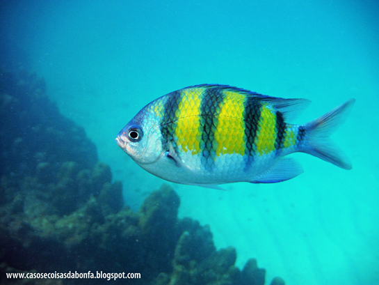 peixe%25255B5%25255D.png?imgmax=800