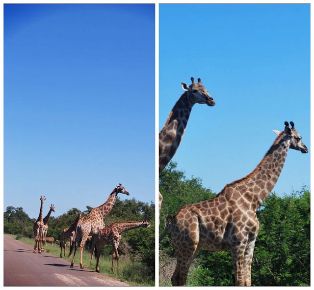 Kruger Safari Park