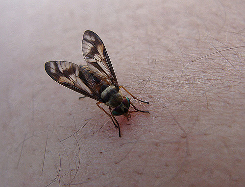 3375827546_8029725552_z.jpg?zz=1