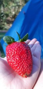 atibaia-pedra-grande-morangos-15-e153792