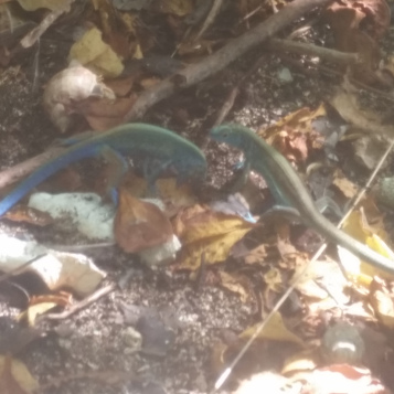 Simpáticos Lagartos Azuis